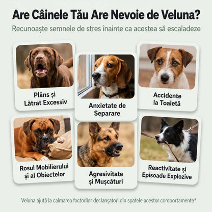 Veluna Difuzor cu Feromoni pentru Câini