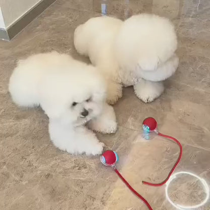 Minge inteligentă și interactivă pentru câinele tău – se încarcă prin USB